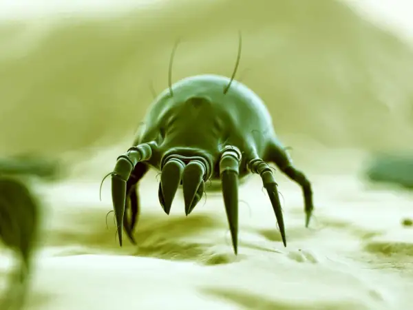 Microscopic view of a dust mite. Curious if vinegar kills dust mites? This tiny creature is the culprit behind many allergies.